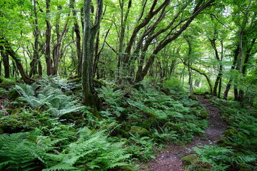 beautiful wild forest with path