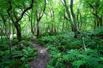 Fototapeta na wymiar beautiful wild forest with path