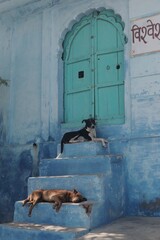 dog in front of old door in the town