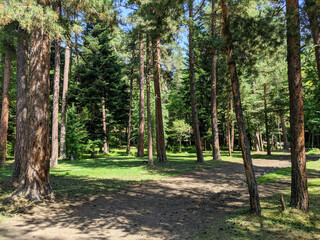 Beautiful view of the coniferous forest with tall pines and a green lawn. The path along the trees goes into the distance. Nature concept