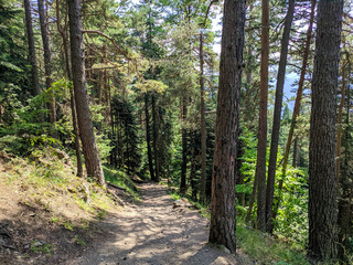 Beautiful view of the coniferous forest. The rays of the sun break through the branches of trees. The footpath leads deep into the forest. Nature concept