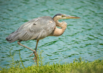 great blue heron walking next to a lake