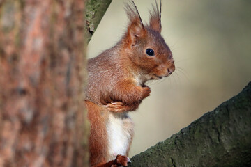 Ich wandre aus, hier ist es mir zu kalt!!
Eichhörnchen im November 