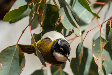 Gilbert's Honeyeater in Western Australia