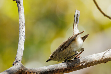 Inland Thornbill in Western Australia
