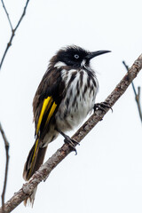 New Holland Honeyeater in Western Australia