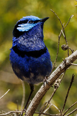 Splendid Fairywren in Western Australia