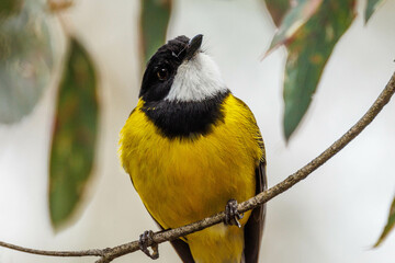 Fototapeta premium Western Whistler in Western Australia