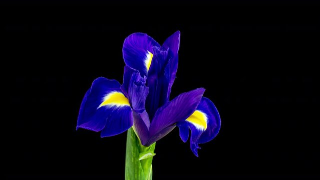 Time-lapse of growing blue iris flower. Spring flower iris bloom as a black background. Macro, 4k. Concept: easter, spring, Love, birthday, valentine's day, holidays
