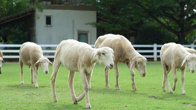 Sheep are seen strolling in a row on a glass field with a white wood fence in the backdrop on a sunny day.