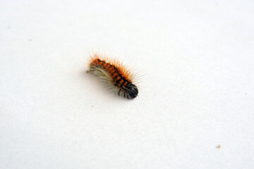 A crawling black hairy caterpillar with orange dots isolated on white