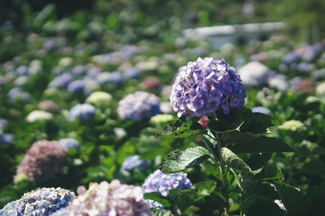 blooming hydrangea flower field garden