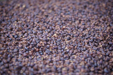 dried coffee bean seed shell drying after peeling