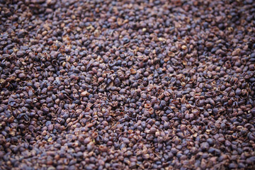 dried coffee bean seed shell drying after peeling