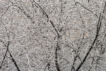 Snowfall against the background of snow-covered intertwined tree branches. Selective focus.