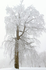 single tree covered with snow.kartepe - kuzuyayla nature Park