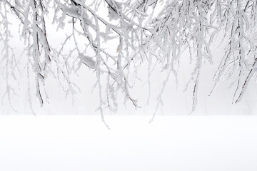 foggy weather, snowy trees and background