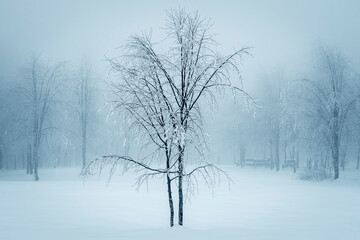 Fototapeta na wymiar foggy weather and snowy trees. kartepe - kuzuyayla nature park