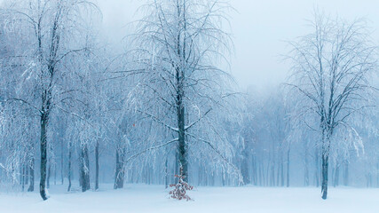 foggy weather and snowy trees. kartepe - kuzuyayla nature park