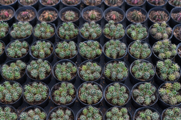 Cactus farm with pot in green houses