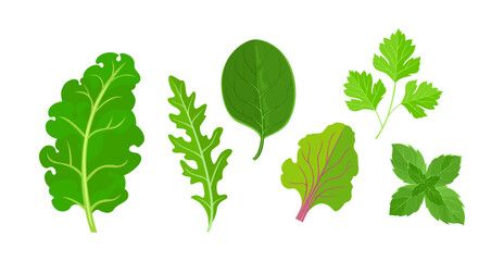Green salad leaves set. Kale, arugula, spinach, parsley, mint and beet leaf. Vector cartoon flat illustration of fresh vegetables.
