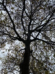 tree in autumn