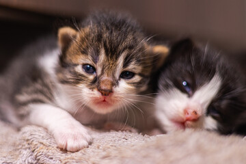 Cute little baby kitten on fur white blanket. Two weeks old baby cat on her blanket looks curious into the camera. The first exploration of a new born kitten. Street cat mixture breed adopted mother 