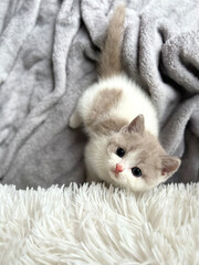 adorable cute british female genital kitten on white fur background