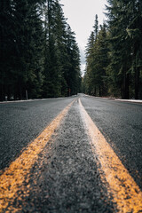 Obraz premium street in the deep forest of oregon