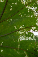 the texture of the perforated taro leaves