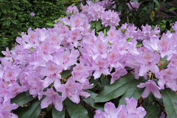 Lilac rhododendron flowers and green leaves in close-up