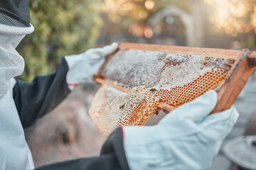 Hands, honeycomb and farm with a woman beekeeper working outdoor in the production of honey. Agriculture, sustainability and industry with a female farmer at work to extract produce during harvest