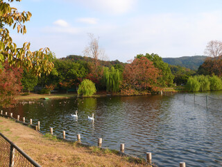 公園の池。秋。
岡山県倉敷市水島緑地公園。
The pond in the park in autumn.
Kurashiki Okayama pref, West Japan.