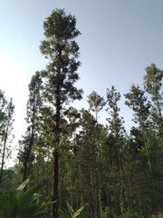 Obraz premium tree forest