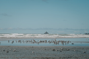 seagulls at cannon beach in front of a lone lighthouse on a rock oregon coast 