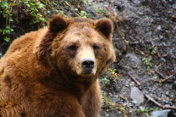 Obraz na płótnie Canvas Alaska, grizzly bear photographed in the Bear Fortress in Sitka