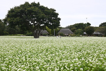 そばの花畑