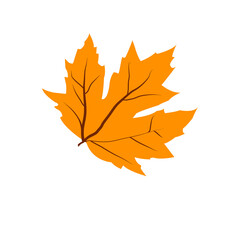 autumn maple leaf