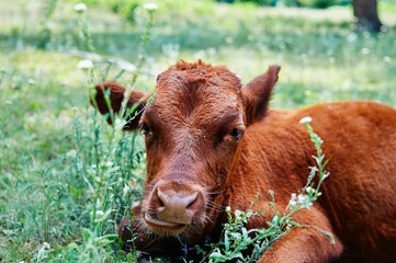 Portrait of big brown cow in green grass field.