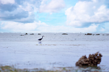 Tropical ecosystem. Wild bird in low tide sea beach.