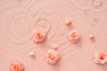 Fototapeta na wymiar Summer background with pink roses in water with drops. Minimal natural abstract backdrop