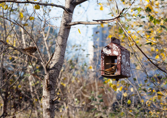 a bird feeder to which a sparrow flies. Sparrows look for food in an artificial feeder. Birds in motion