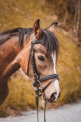Obraz premium Junges Reitpony