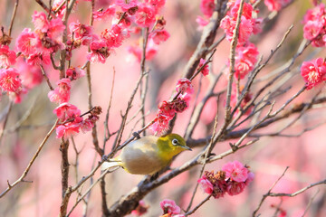 梅の花とメジロ