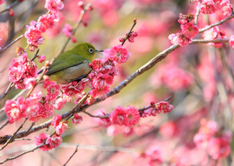 梅の花とメジロ