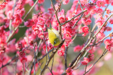 梅の花とメジロ