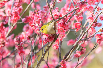 梅の花とメジロ