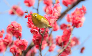 梅の花とメジロ