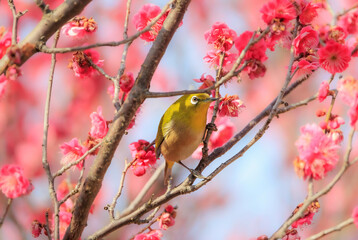 梅の花とメジロ