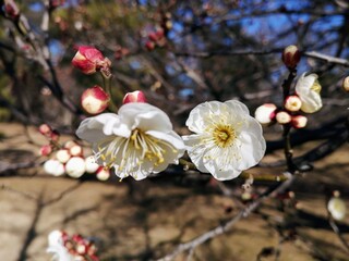 cherry tree blossom